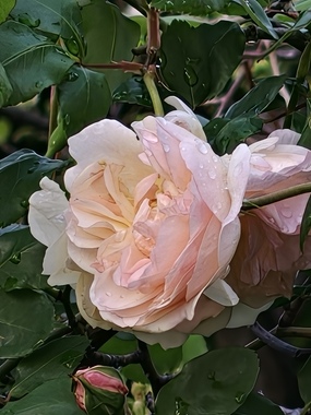 IMG20260416081851.jpg