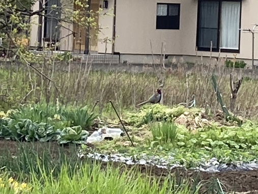 IMG_5070.jpeg