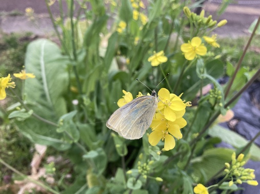IMG_5079.jpeg