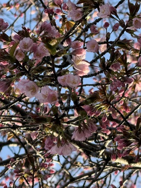 IMG_9023.jpeg