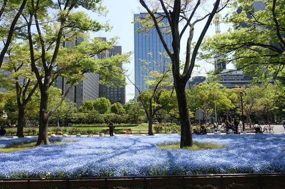 hibiyapark-nemophila-37.jpg