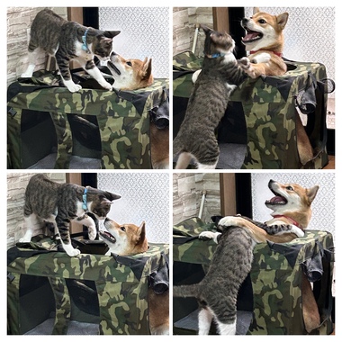 681447D1-697C-4811-B520-AA70EDC9E9CD-COLLAGE.jpeg