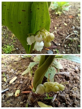20260426_165629-COLLAGE.jpg