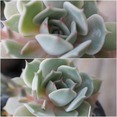PhotoCollage_1777325144107.jpg