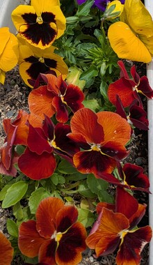 PXL_20260418_031019179.MP.jpg