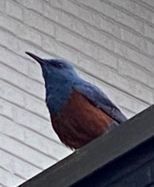 IMG_0342.jpeg