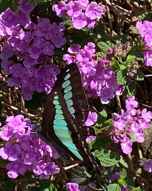 IMG_0345.jpeg