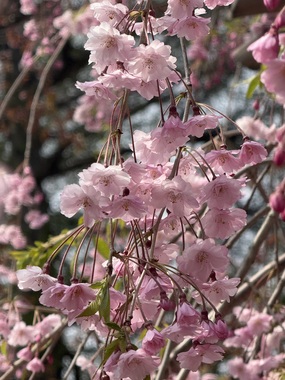 IMG_9506.jpeg