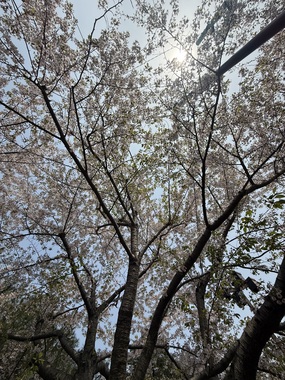 IMG_9529.jpeg