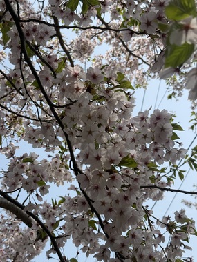 IMG_9531.jpeg