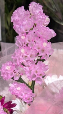PXL_20260503_072600975.jpg