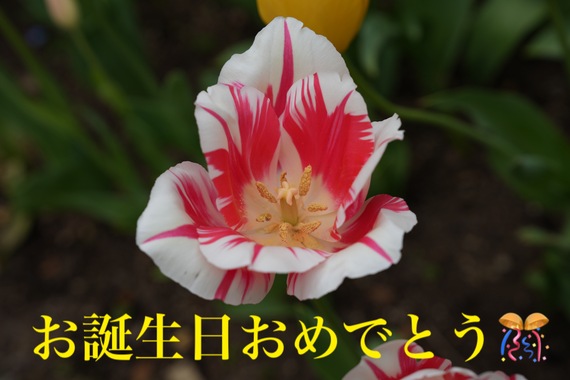 IMG_4395.jpeg