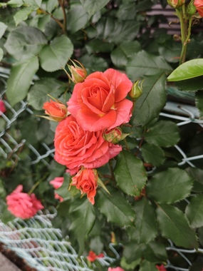 IMG20260503090413.jpg