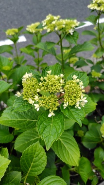 260506114212597.JPG