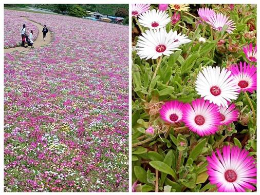 20260506_231521-COLLAGE.jpg