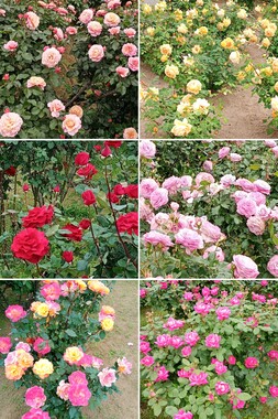 20260506_234057-COLLAGE.jpg