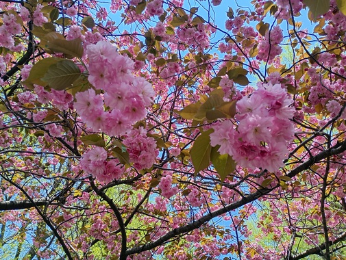 IMG_20260507_112829298_HDR.jpg