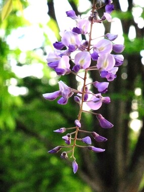 DSCF0152-1.JPG
