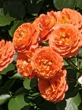 IMG20260509101638.jpg