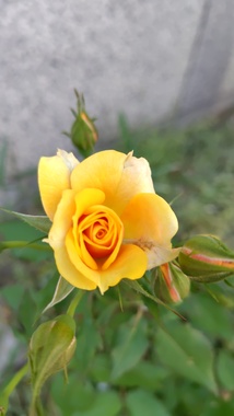 260510101259442.JPG