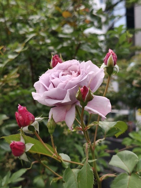 IMG20260512080618.jpg