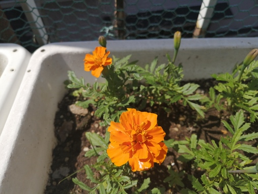 IMG_20260513_095332.jpg