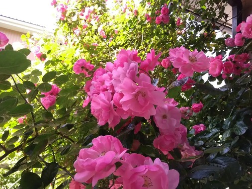 img_1_1778648479487.jpg