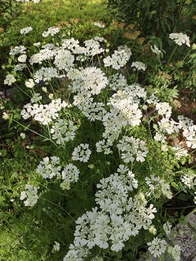 IMG20260511081101.jpg