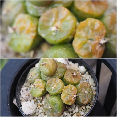 PhotoCollage_1778707530331.jpg