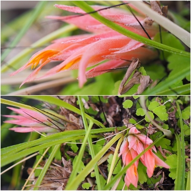 PhotoCollage_1778793931045.jpg