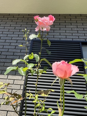 IMG_5295.jpeg