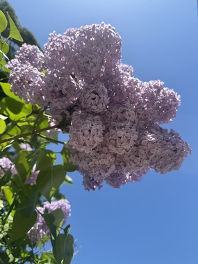 IMG_9688.jpeg
