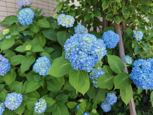 IMG20260517095201.jpg