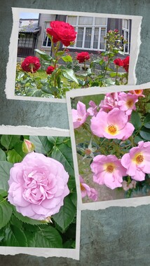 20260526_205602-COLLAGE.jpg