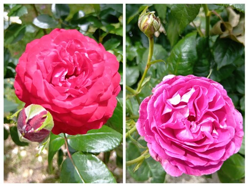 20260526_205841-COLLAGE.jpg