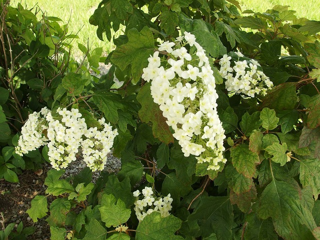 咲き方が筒状のあじさいの花 なにこの花の形は 掲示板 マイネ王