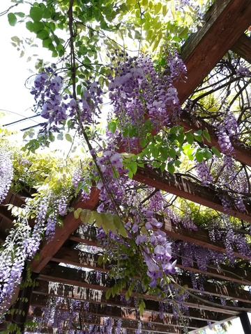 藤の花は綺麗だなぁ 掲示板 マイネ王 藤の花は綺麗だなぁ 掲示板 マイネ王