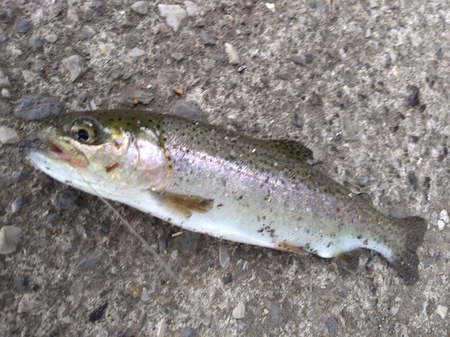 この魚 何かな クイズ 掲示板 マイネ王