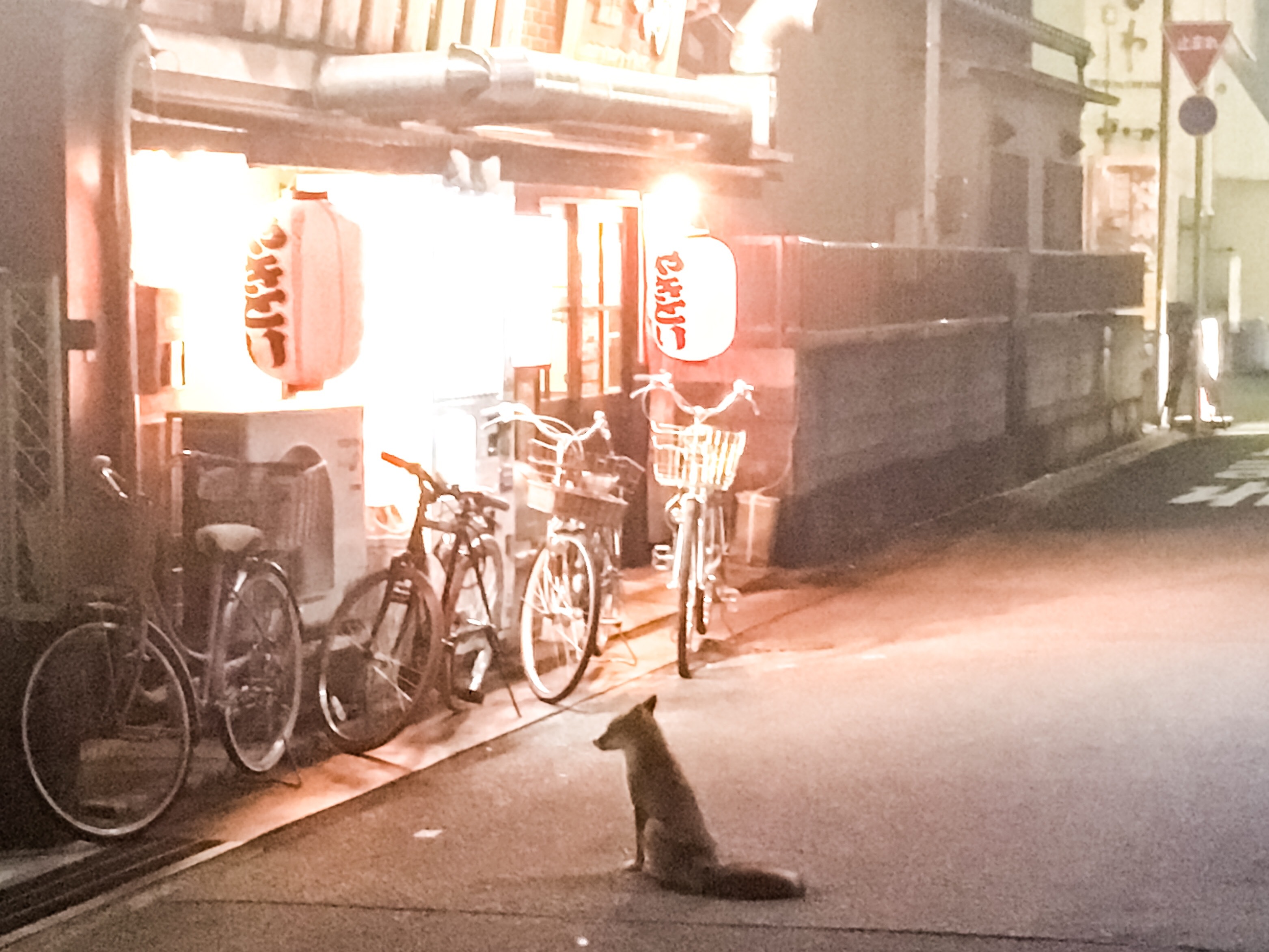 姫路の街中でキツネと遭遇 掲示板 マイネ王 姫路の街中でキツネと遭遇 掲示板 マイネ王