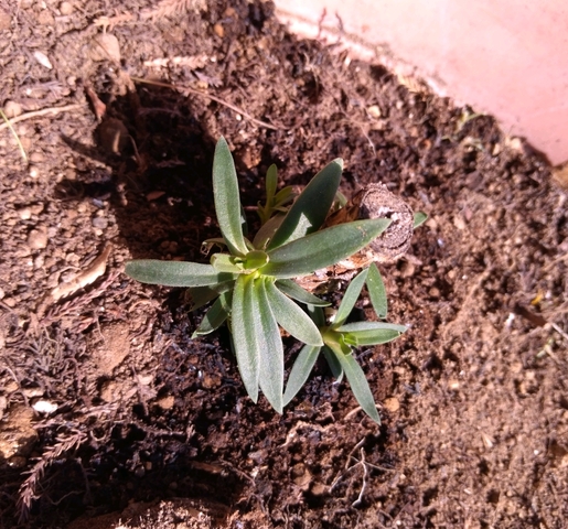 かすみ草 植えてみました 掲示板 マイネ王 かすみ草 植えてみました 掲示板 マイネ王