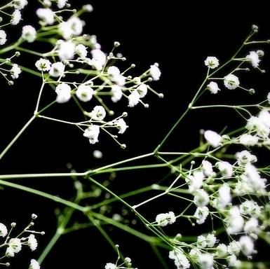 かすみ草🌸植えてみました🌸 | 掲示板 | マイネ王