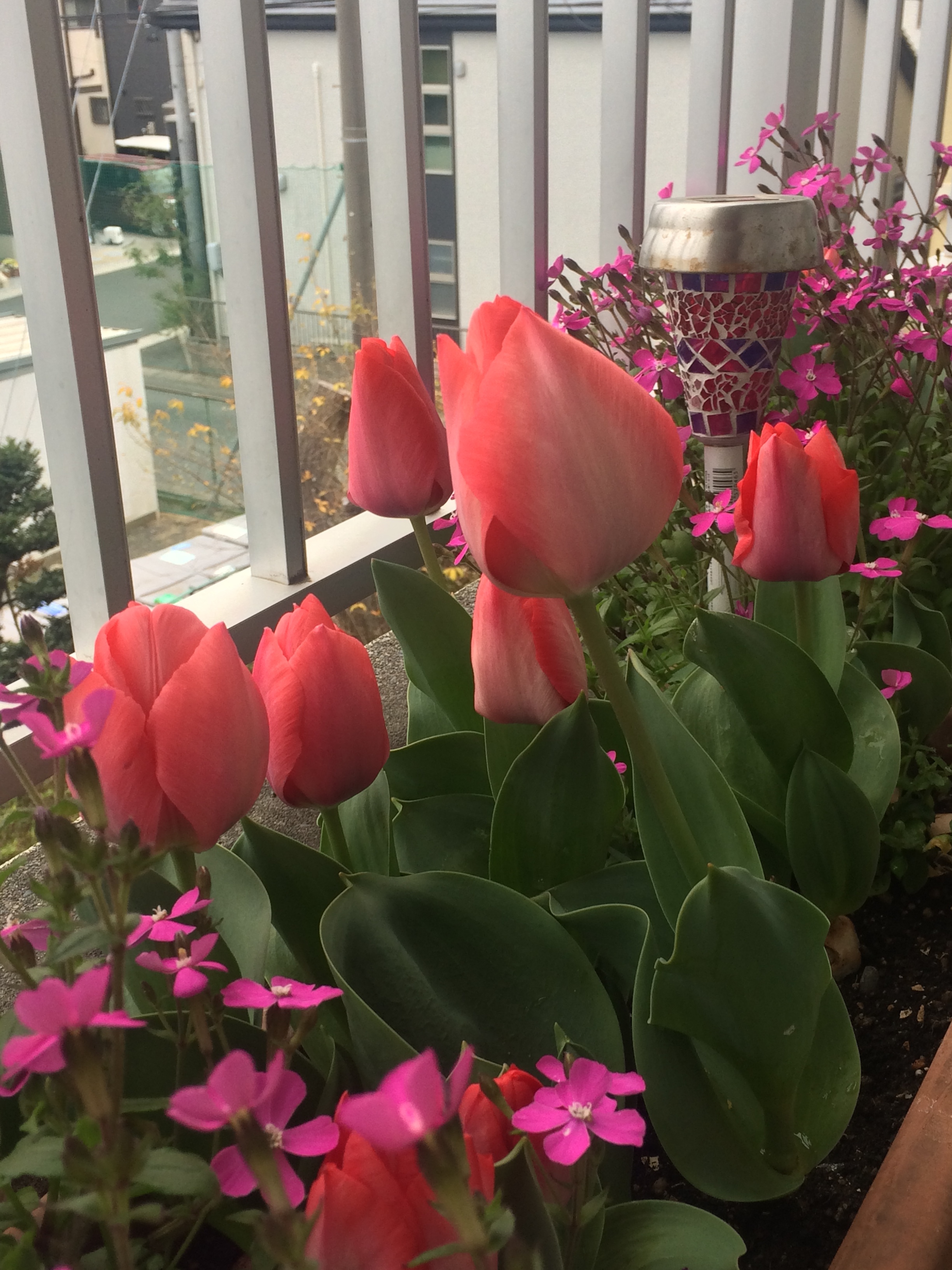 チューリップたくさん咲いたよ🌷✨ | 掲示板 | マイネ王