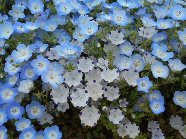 ネモフィラまだら.JPG