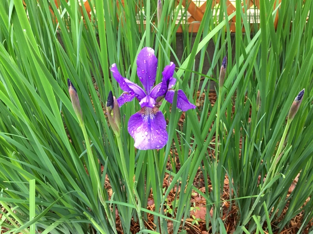 終了しました 懸賞付きminiクイズ 改元記念 蕾はいくつ 掲示板 マイネ王