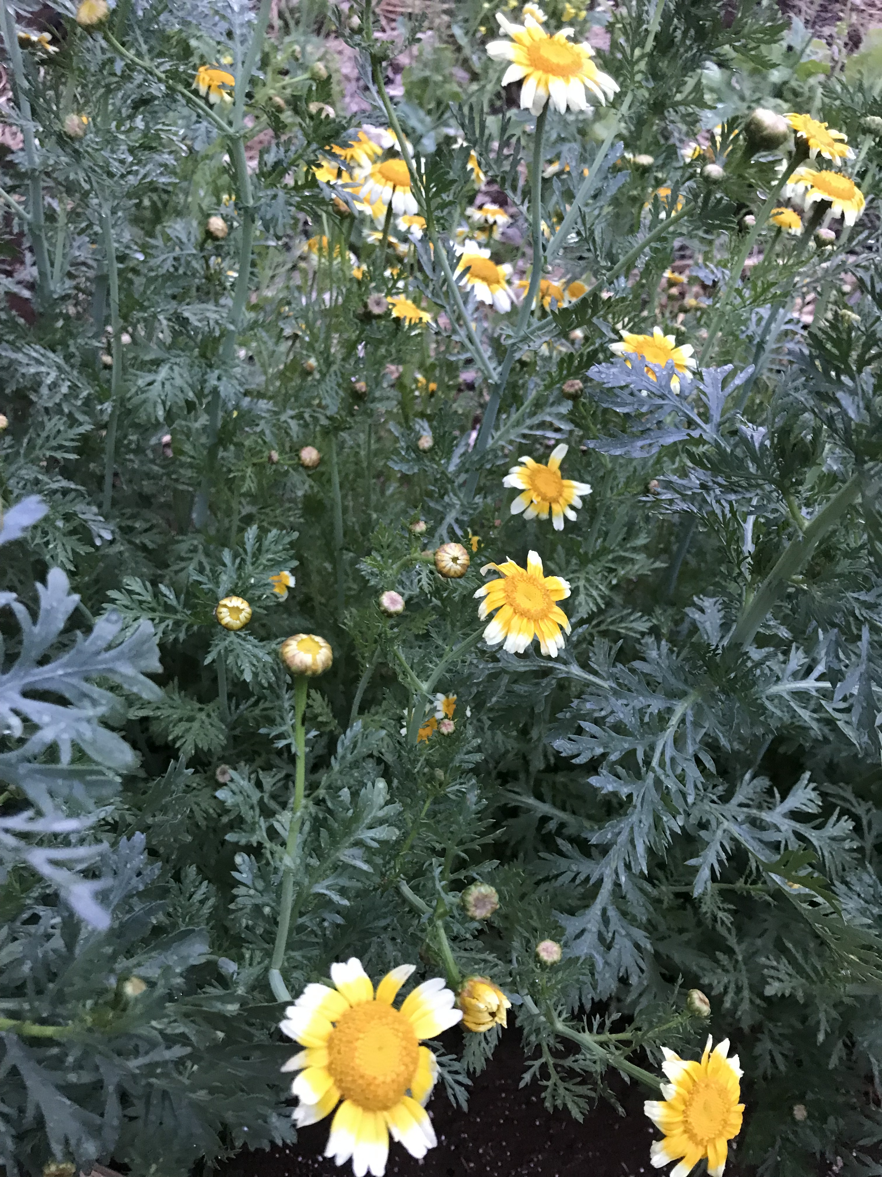 春菊の花と仏壇 掲示板 マイネ王 春菊の花と仏壇 掲示板 マイネ王