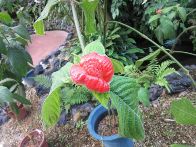 唇のような 花 掲示板 マイネ王 唇のような 花 掲示板 マイネ王