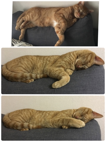 にゃんたーず ラグの昼寝 掲示板 マイネ王