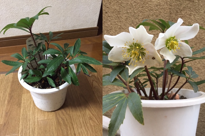 🥀クリスマスローズ成長記🥀②ニゲル | 掲示板 | マイネ王 🥀クリスマスローズ成長記🥀②ニゲル | 掲示板 | マイネ王