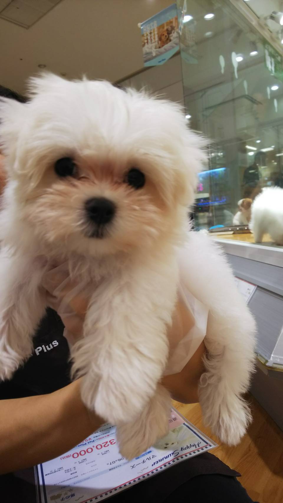 かわいいマルチーズ 掲示板 マイネ王