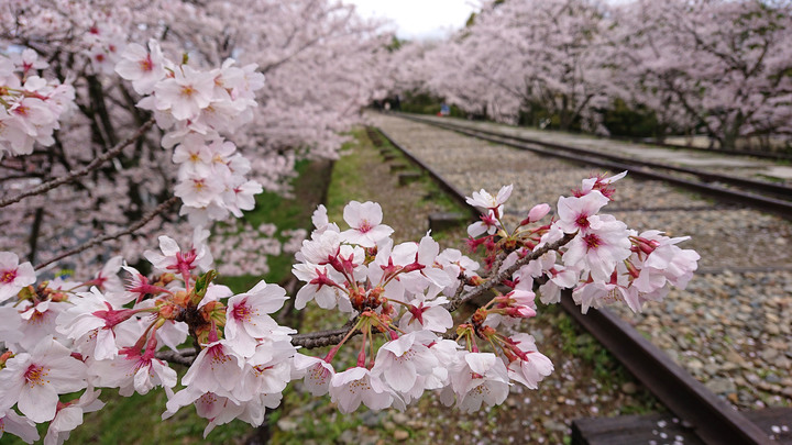 インクラインの桜.jpg
